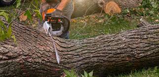 Trusted Carter, TX Tree Removal Experts