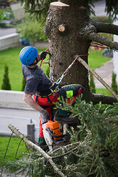 How Our Tree Care Process Works  in  Carter, TX