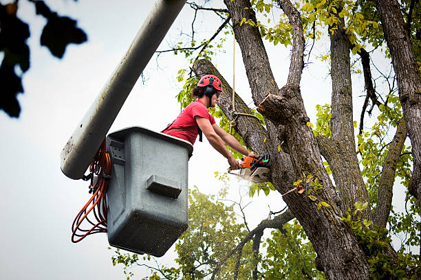 Tree and Shrub Care in Carter, TX